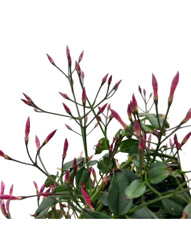 Jasminum polyanthum Il Gelsomino Bianco Super Profumato