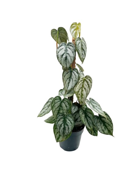 Philodendron brandtianum La Rara Pianta Argentea a Cuore
