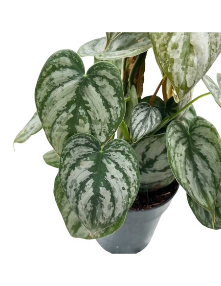 Philodendron brandtianum La Rara Pianta Argentea a Cuore