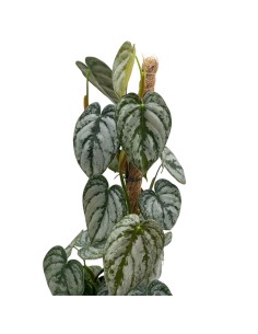 Philodendron brandtianum La Rara Pianta Argentea a Cuore 2