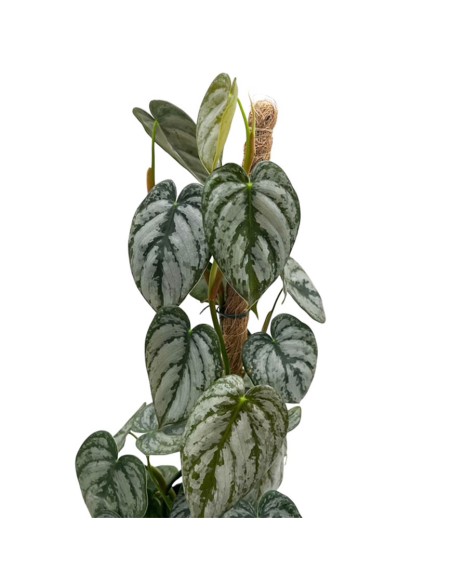 Philodendron brandtianum La Rara Pianta Argentea a Cuore