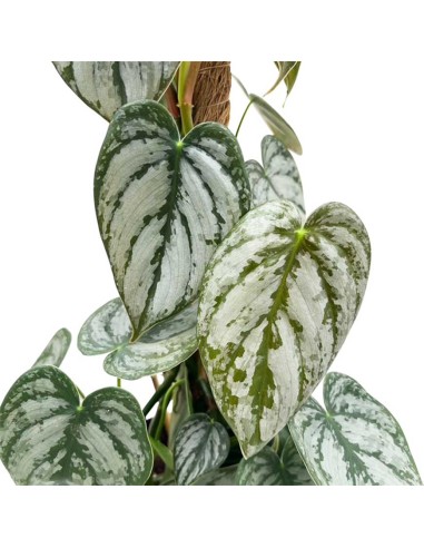 Philodendron brandtianum La Rara Pianta Argentea a Cuore