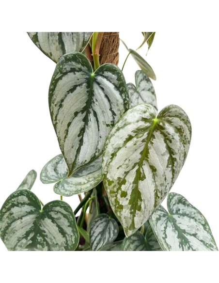 Philodendron brandtianum La Rara Pianta Argentea a Cuore