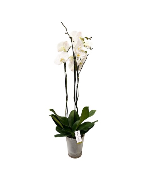 Phalaenopsis Fortuno Bianca Orchidea Gigante Alto Pregio