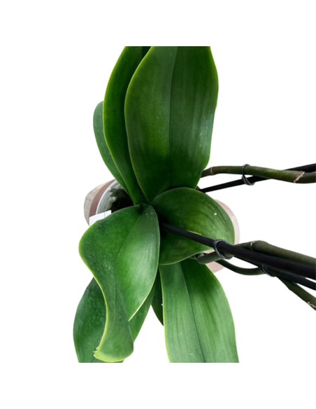 Phalaenopsis Fortuno Bianca Orchidea Gigante Alto Pregio