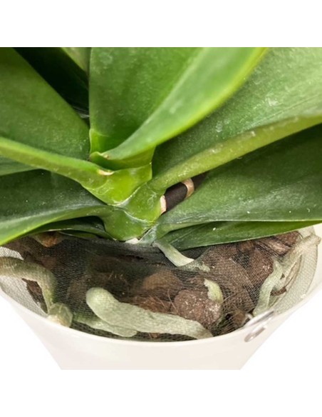 Phalaenopsis Fortuno Bianca Orchidea Gigante Alto Pregio