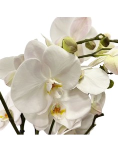 Phalaenopsis Fortuno Bianca Orchidea Gigante Alto Pregio 2