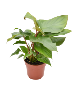 Homalomena Maggy La Pianta Tropicale dalle Foglie a Cuore