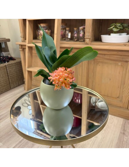 Orchidea Profumata Rhynchostylis gigantea Aromatique Evoke