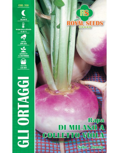 SEMI RAPA DI MILANO A COLLETTO VIOLA