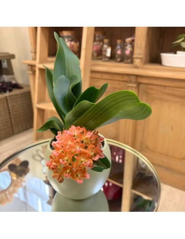 Orchidea Profumata Rhynchostylis gigantea Aromatique Evoke