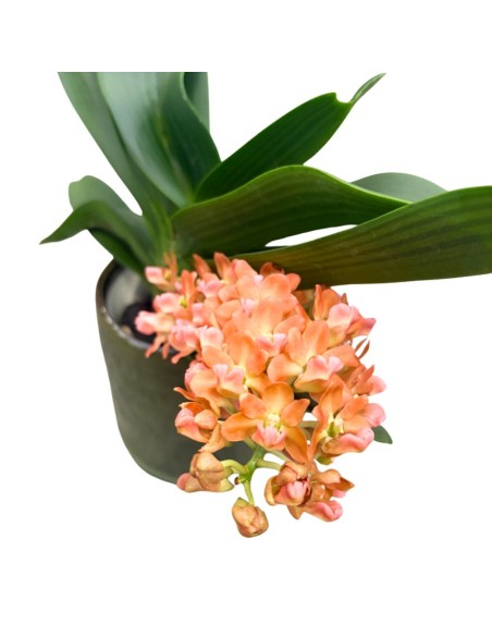 Orchidea Profumata Rhynchostylis gigantea Aromatique Evoke