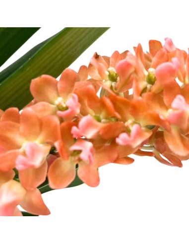 Orchidea Profumata Rhynchostylis gigantea Aromatique Evoke