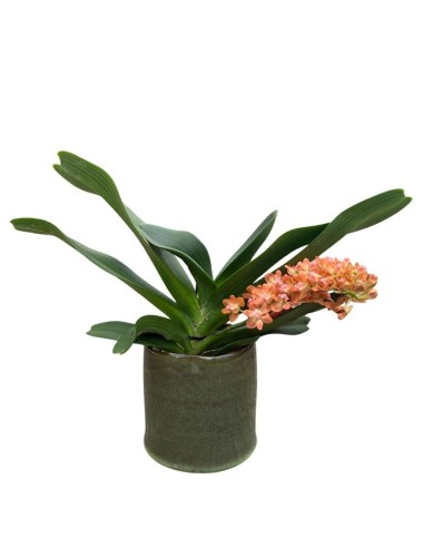 Orchidea Profumata Rhynchostylis gigantea Aromatique Evoke