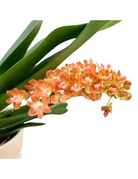 Orchidea Profumata Rhynchostylis gigantea Aromatique Evoke