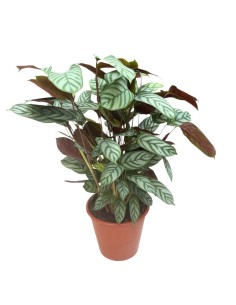 CALATHEA SETOSA (CTENANTHE) Pianta da interno tropicale