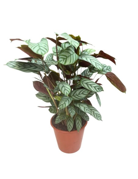 CALATHEA SETOSA (CTENANTHE) Pianta da interno tropicale
