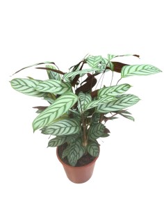 CALATHEA SETOSA (CTENANTHE) Pianta da interno tropicale 2