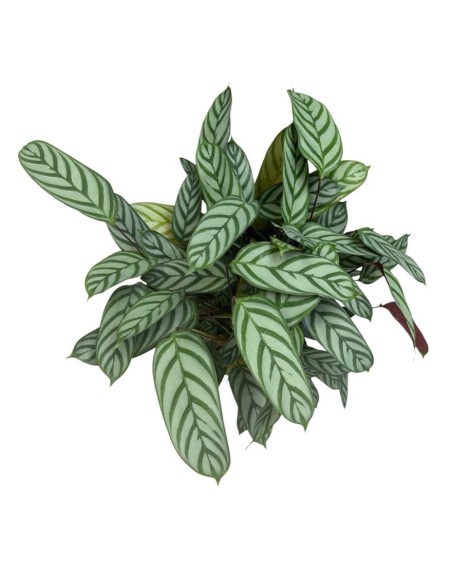 CALATHEA SETOSA (CTENANTHE) Pianta da interno tropicale