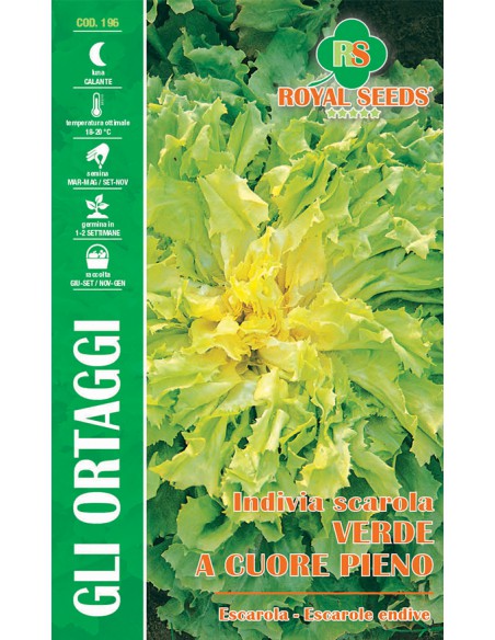 SEMI DI SCAROLA VERDE A CUORE PIENO resiste al freddo
