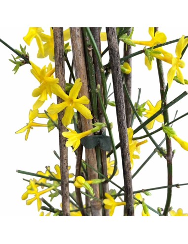 Jasminum Nudiflorum: Il Gelsomino che Fiorisce in Inverno