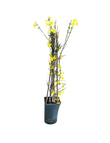 Jasminum Nudiflorum: Il Gelsomino che Fiorisce in Inverno