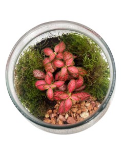 Terrarium in Vetro con Fittonia e Muschio - Ecosistema Vivo 2