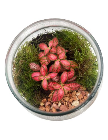Terrarium in Vetro con Fittonia e Muschio - Ecosistema Vivo