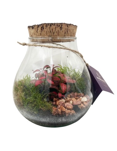 Terrarium in Vetro con Fittonia e Muschio - Ecosistema Vivo