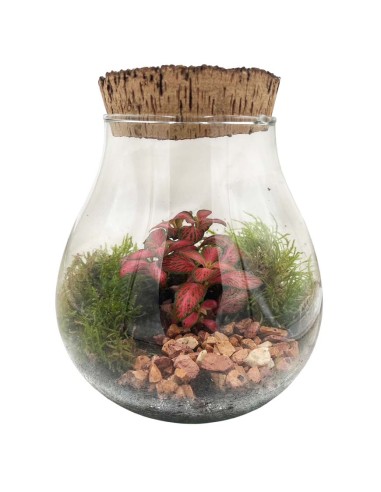 Terrarium in Vetro con Fittonia e Muschio - Ecosistema Vivo