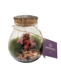 Terrarium in Vetro con Fittonia e Muschio - Ecosistema Vivo