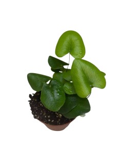 HEMIONITIS ARIFOLIA: La Felce a Cuore Ideale per Interni