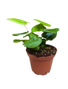 HEMIONITIS ARIFOLIA: La Felce a Cuore Ideale per Interni 2