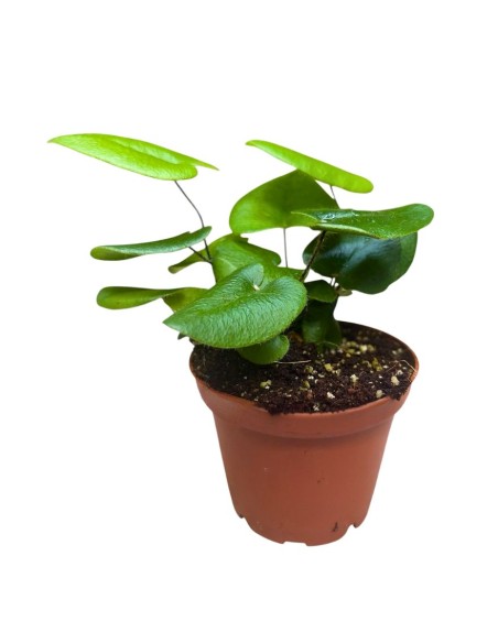 HEMIONITIS ARIFOLIA: La Felce a Cuore Ideale per Interni