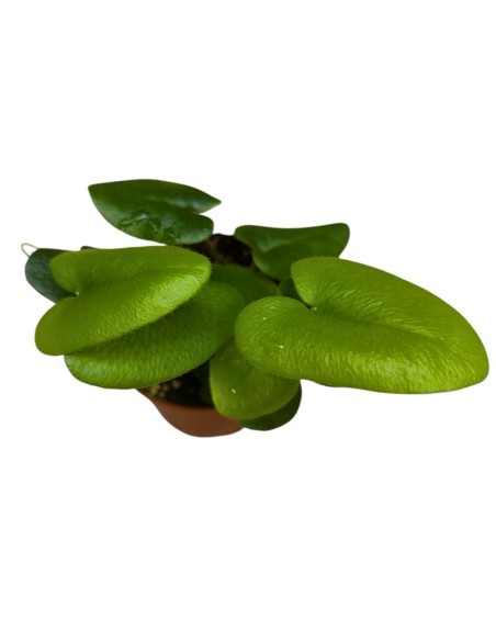 HEMIONITIS ARIFOLIA: La Felce a Cuore Ideale per Interni