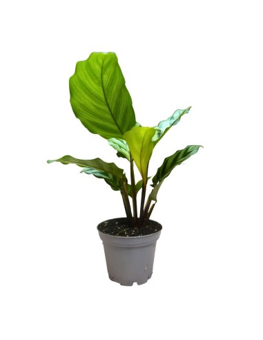 CALATHEA 'FREDDIE' 7 cm: Eleganza Tropicale da Collezione