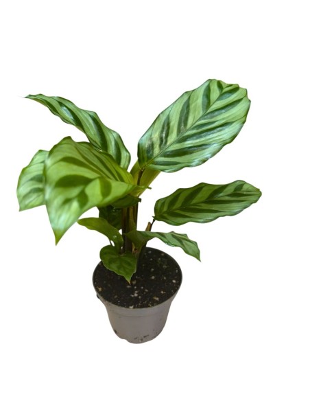 CALATHEA 'FREDDIE' 7 cm: Eleganza Tropicale da Collezione
