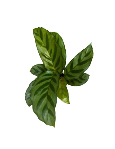 CALATHEA 'FREDDIE' 7 cm: Eleganza Tropicale da Collezione