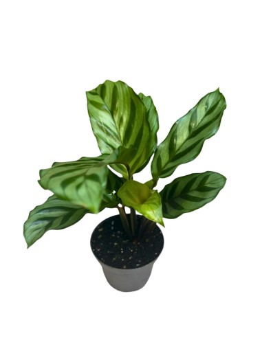 CALATHEA 'FREDDIE' 7 cm: Eleganza Tropicale da Collezione