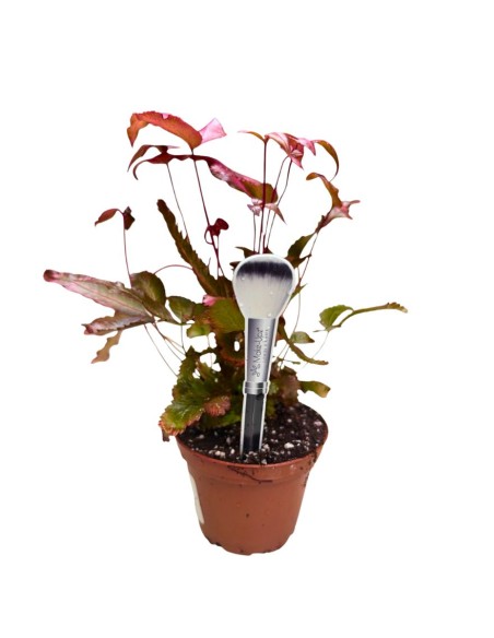 PTERIS CRETICA 'ALBOLINEATA': La Felce Rosa da Collezione