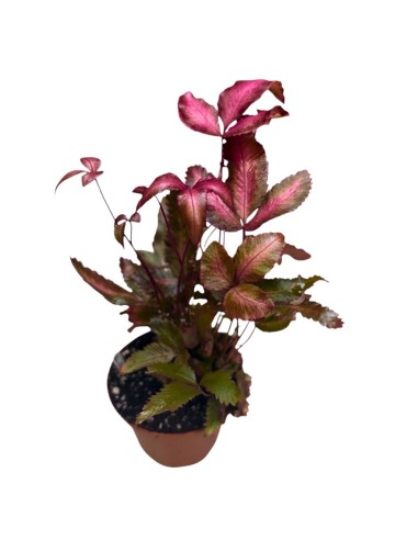 PTERIS CRETICA 'ALBOLINEATA': La Felce Rosa da Collezione