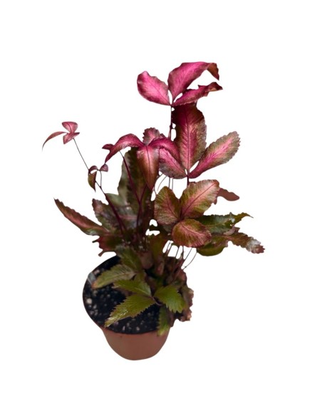 PTERIS CRETICA 'ALBOLINEATA': La Felce Rosa da Collezione