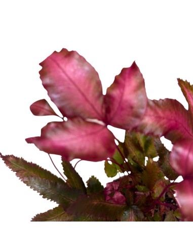 PTERIS CRETICA 'ALBOLINEATA': La Felce Rosa da Collezione