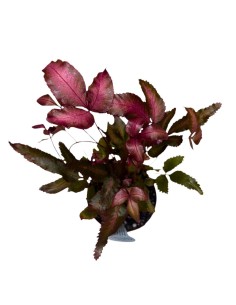 PTERIS CRETICA 'ALBOLINEATA': La Felce Rosa da Collezione 2