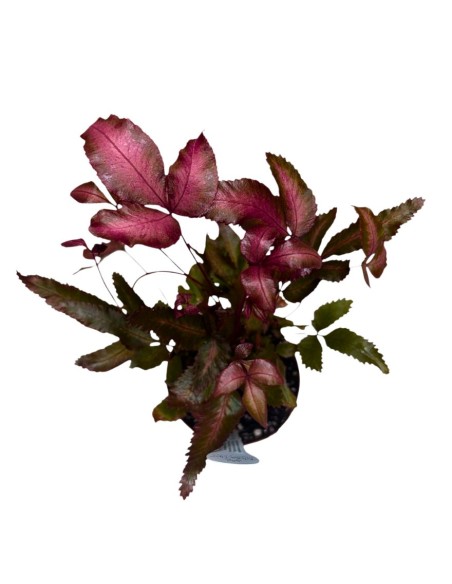 PTERIS CRETICA 'ALBOLINEATA': La Felce Rosa da Collezione