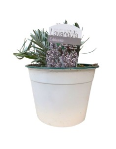 LAVANDA EDELWEISS: L'Eleganza del Bianco in Giardino