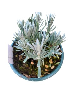 LAVANDA EDELWEISS: L'Eleganza del Bianco in Giardino 2