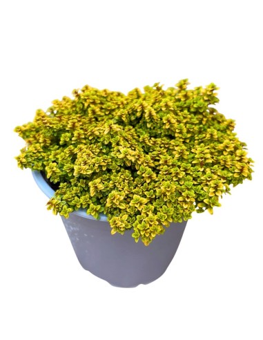 TIMO ANDERSON 'GOLD': L'Essenza Dorata al Limone