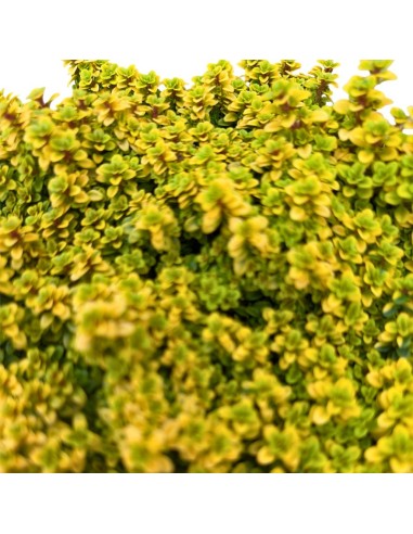 TIMO ANDERSON 'GOLD': L'Essenza Dorata al Limone