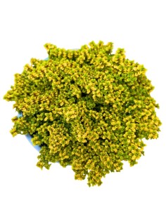 TIMO ANDERSON 'GOLD': L'Essenza Dorata al Limone 2